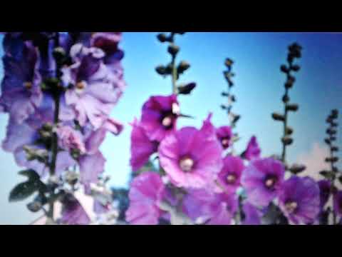 Мальва польза и вред для организма