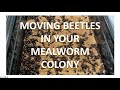 MEALWORM FARMING FOR BEGINNERS - Moving Beetles In Your Mealworm Colony