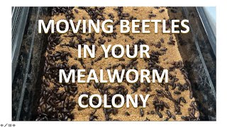 MEALWORM FARMING FOR BEGINNERS  Moving Beetles In Your Mealworm Colony