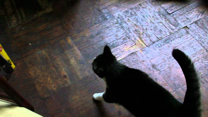 Lemon, Saul Leiter's cat, helps director Tomas Lea...