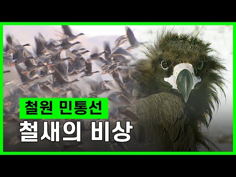 [DMZ Documentary] 철원 민통선 철새의 비상 (취재 연출 : 전영재 기자) wild animals