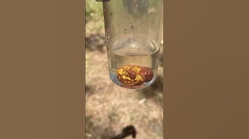 Beautiful gold nugget hiding inside a quartz rock!! I get it out using acid #goldnugget