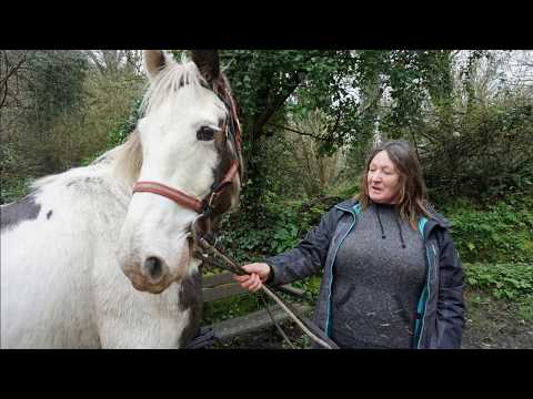 HORSE AGAINST HUMANITY (Cards Against Humanity)