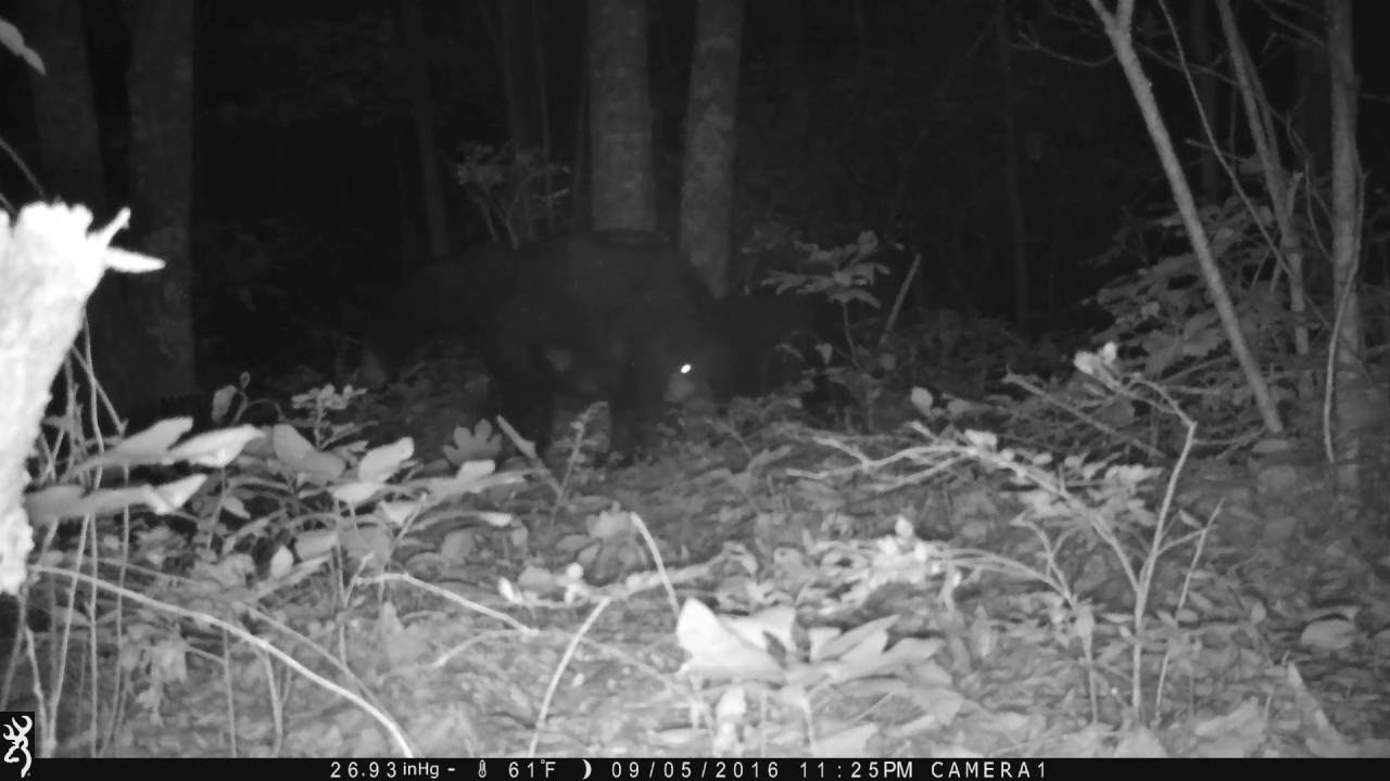 Mom bear and two cubs 09/05/16 - YouTube