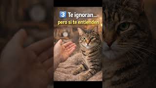 5 cuirosidades de tus Michis