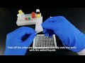 Animal Disease ELISA Test Kit (Indirect Method) Operation Demonstration