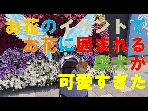 【犬旅】花のイベントに参加した柴犬がたくさんの花に囲まれて楽しくお散歩！