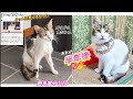 野良猫を保護してから半年が経ちました！