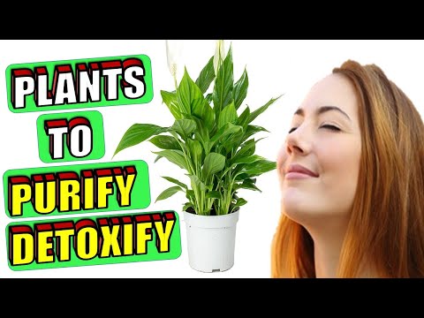 Video: Chlorophytum: đặc tính có lợi của một loài thực vật khiêm tốn