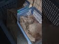 #silkiechicken mother ang child