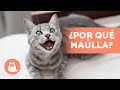 ¿Por qué mi GATO MAÚLLA cuando lo ACARICIO? 🐱🔊👋🏻 ¡Descúbrelo!