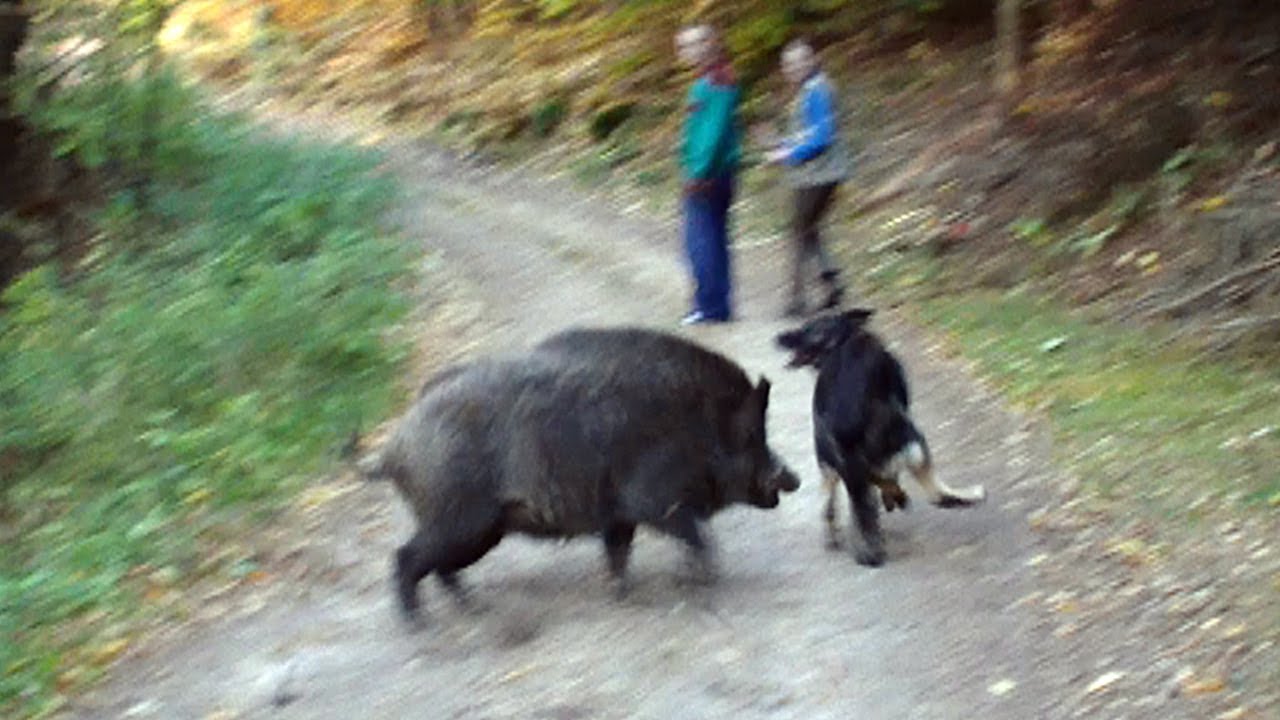 german shepherd hunting boar