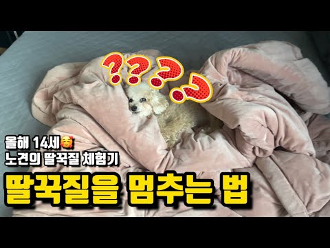 반려견 딸꾹질 멈추는 방법