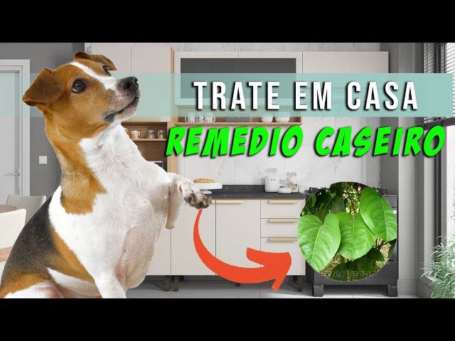 Cachorro Andando Nas Patas Traseiras