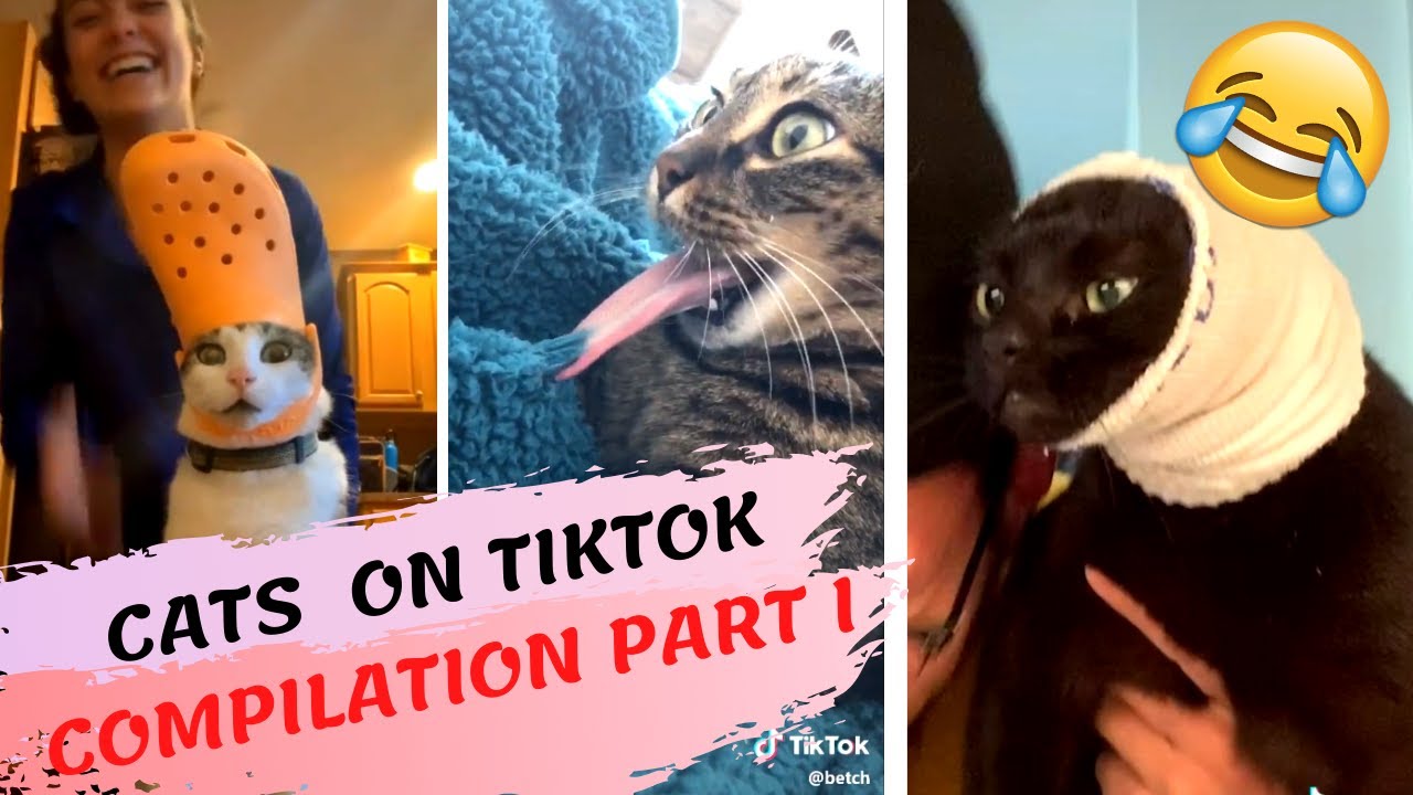 Try Not To Laugh FUNNY Cats on Tiktok Compilation Part I YouTube