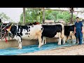 King of punjab  breed is breed always  absdenmark at gurwinder dairy farm  punjab