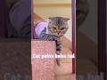 Cat palna halal hai 😍 #cat #beautiful #halal #speech