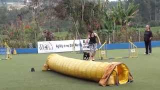 Niko Staffbull Fazendo Aulas De Agility - 7 Meses De Idade