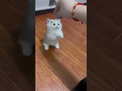 new funny animal whatsapp status,cute cat,cute baby video