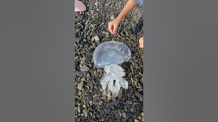 Шок😱 нашествие корнеротов в чёрном море. Люди выбегают из моря! Опасно! Жалит на расстоянии 1,5 м