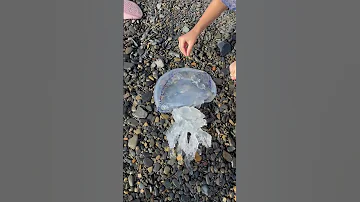 Шок😱 нашествие корнеротов в чёрном море. Люди выбегают из моря! Опасно! Жалит на расстоянии 1,5 м