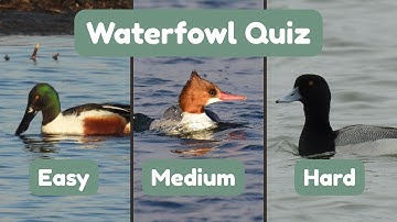 Guess The Duck Quiz | Are You A Waterfowl Professional?