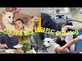 네덜란드 아재와 딸래미의 데이트 현장 (feat. 대구동성로투어) | 진돗개가족 vlog