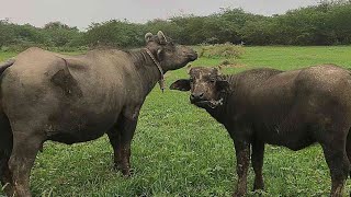 indian buffalo farming | banni buffalo in Gujarat | buffaloes | farm screenshot 5