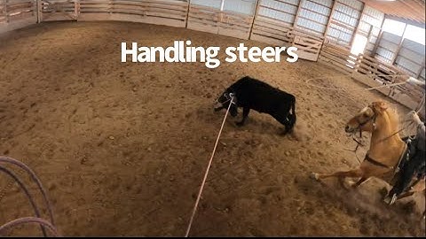 Team Roping - Working on Handling Steers