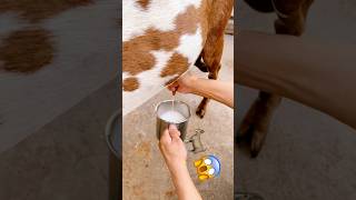2L+ ddodh🥛bakri se चाहिए?Pregnancy में ये गलती मत करना🐐 #rooftop #goatfarming #bakripalan #facts