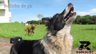 Lançador De Bolinhas Para Cães Radicalpet com diferentes bolinhas radical pet