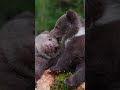 The Magical World of Nature - Playful bear cubs  #nature