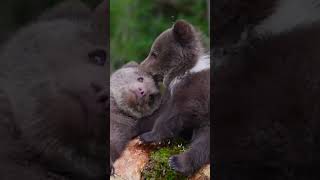 The Magical World of Nature - Playful bear cubs  #nature