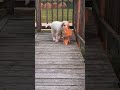 My Puppy And A Stray Cat Have Become Besties! 💕