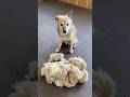 今年もヤバい...愛犬の毛、抜けすぎました