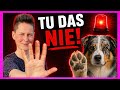 🚨 5 Fehler, die fast JEDER Hundehalter macht