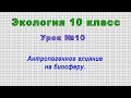 Экология 10 класс (Урок№10 - Антропогенное влияние на биосферу.)