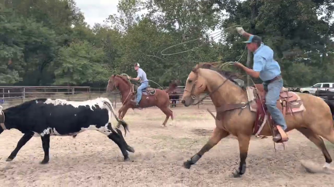 World Cup Rope Horse Sale YouTube