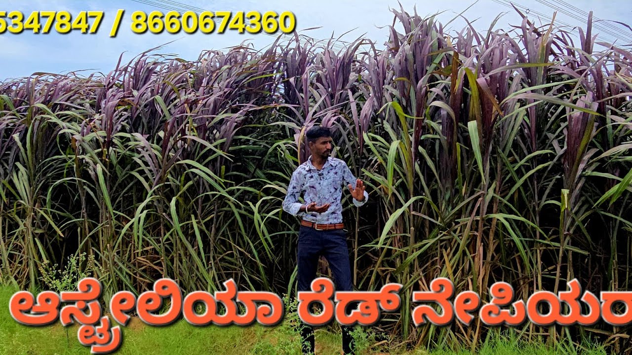 Red napier Farm Karnataka #Kannada @modernfarmersira @naturalfarmsira#viral #dairy