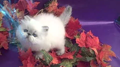 Watch the video about Blue Point Himalayan kitten