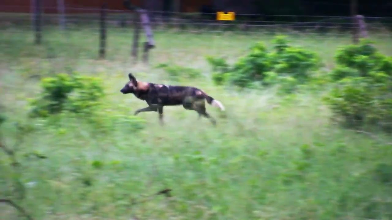 2 Wild Dogs trotted past Djuma Cam at Dawn 12/30/25