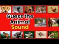 Animal Sounds Quiz