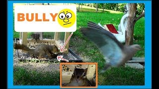 Squirrel Attacks A Chipmunk - Bullies Are Not Cool!
