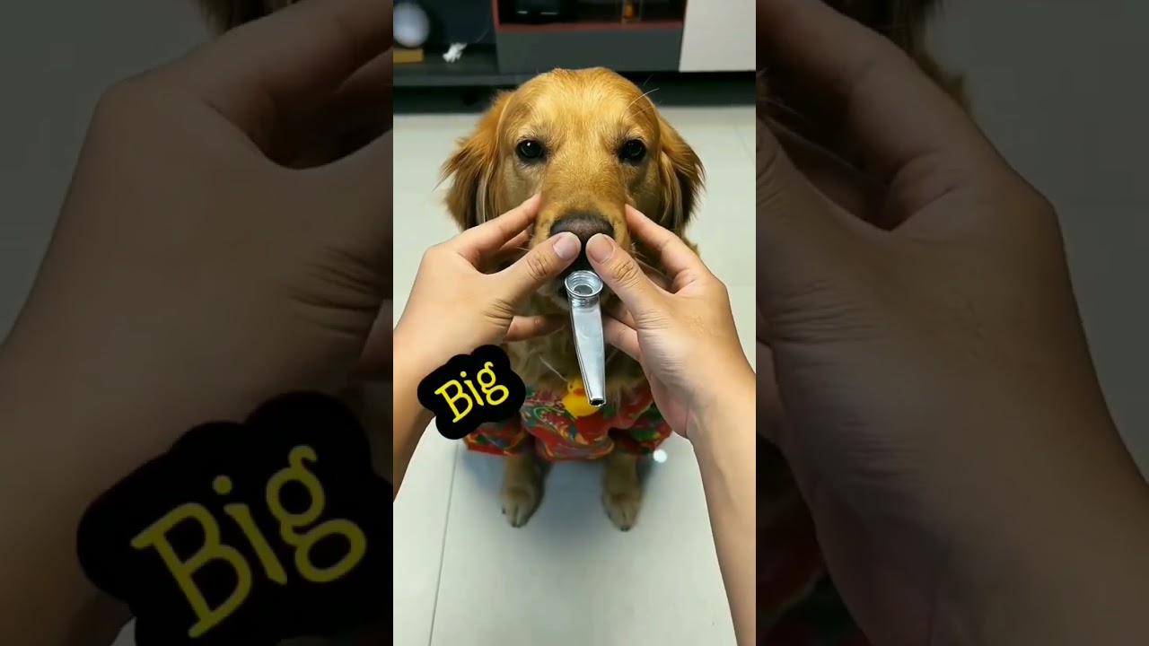 The best funny animals videos – dog funny videos – viral funny dog videos #025 #dog #funny #animals