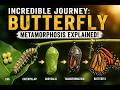 Incredible Journey: Butterfly Metamorphosis Explained!