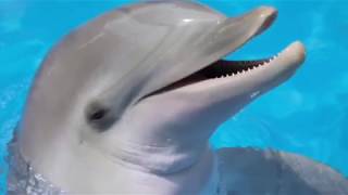 I'm a Dolphin Song