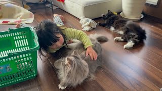 目の前で誘惑し、撫でてもらう猫 ラガマフィン サイベリアンA cat being petted. Ragamuffin. Siberian