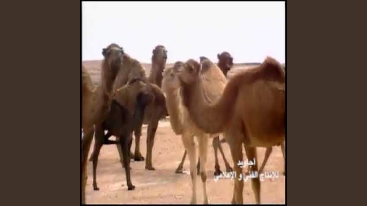 الرجل