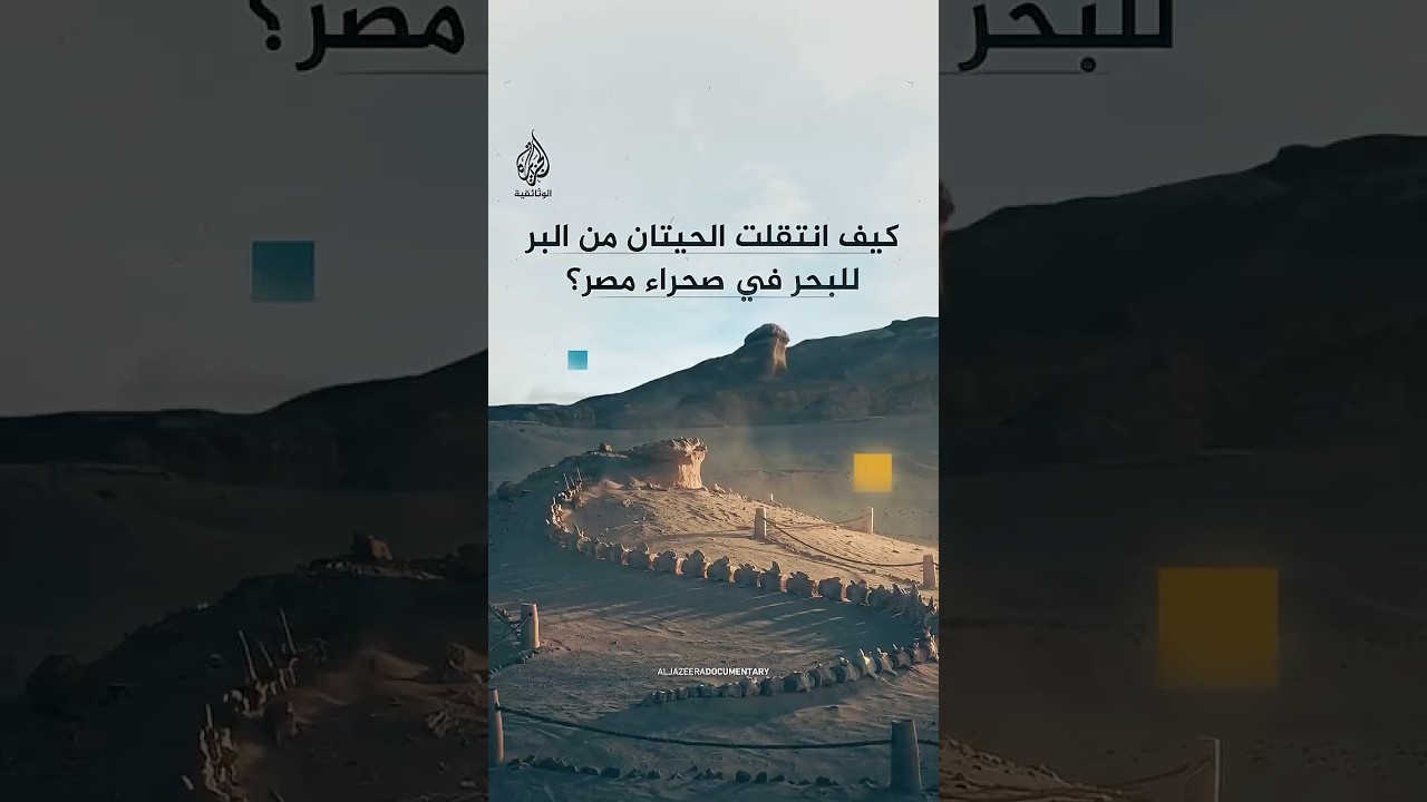 وادي الحيتان بمصر.. شاهد على انتقال الثدييات من البر إلى البحر