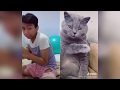 Kucing Duet TIK TOK